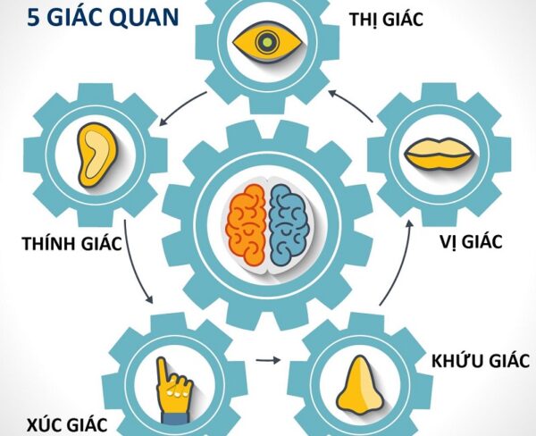 Bốn giác quan   