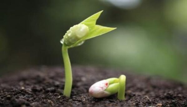 Câu chuyện của hai hạt mầm