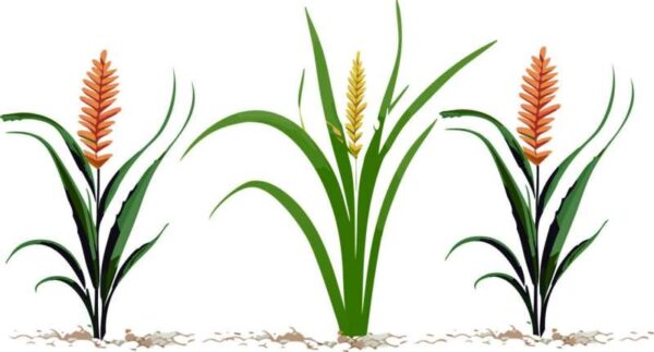 Chọn một cây cỏ cho mình   